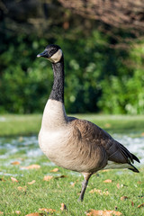 Fototapeta premium Canadian goose standing one legged on grass after snow