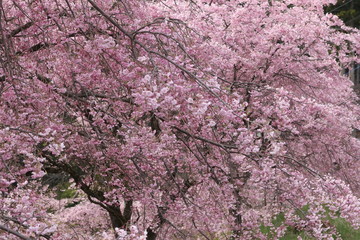 富岡　桜