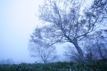 Obraz premium 霧の中の木