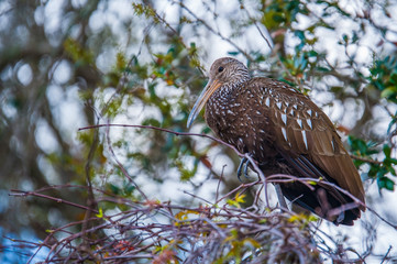 Limpkin in a tree