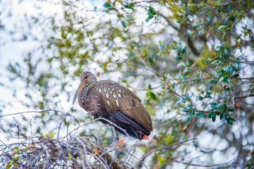 Limpkin in a tree