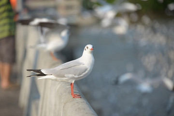 Seagull standing on the cement bar. It looks beautiful in nature.