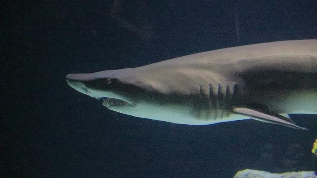close up sand tiger shark