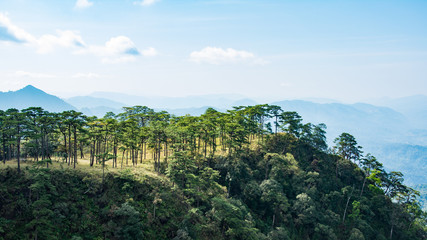 Fototapeta na wymiar Pine forest mountain at Phu Soi Dao National Park,Thailand