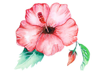 hibiscus watercolor