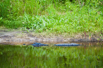 Alligator in the river