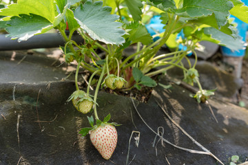 Fresh Strawberry from the beginning.