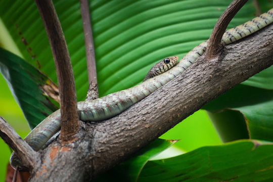 indochinese rat snake (Ptyas korros) sleeping on branch of a tree in the forest.