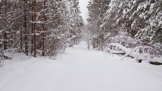 Video shot of walk along path in winter snow forest
