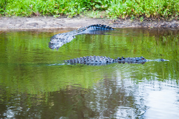 Aligators in the River