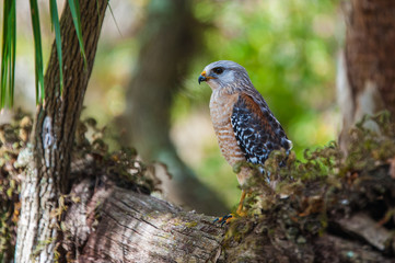 Peregrin Falcon