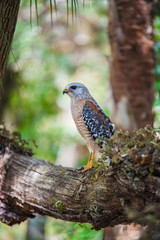 Peregrine Falcon