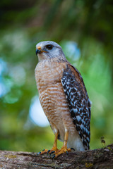 Peregrine Falcon