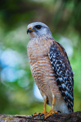 Peregrine Falcon