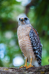 Peregrine Falcon