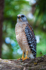 Peregrine Falcon