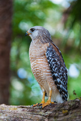 Peregrine Falcon