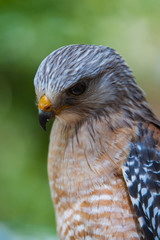 Peregrine Falcon