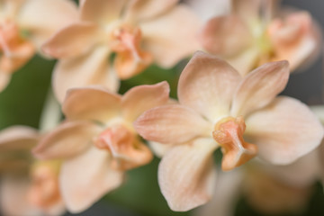 Fototapeta na wymiar Background flower macro orchid