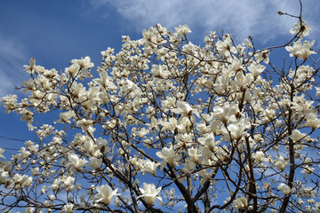 Magnolia Tree under the Blue Sk