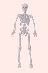 Fototapeta premium Human skeleton vintage style vector illustration.