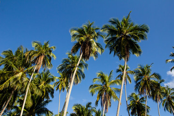 Fototapeta na wymiar Palm trees against blue sky