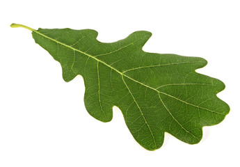 Green oak leaf isolated over white background