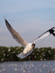 Seagulls in mangrove forest reserve bangpoo Thailand