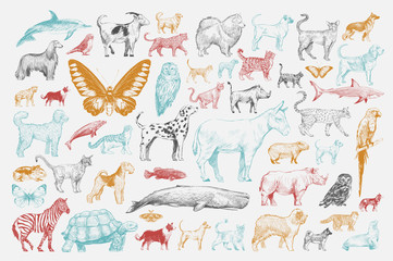 Illustration drawing style of animal collection