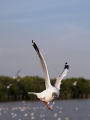 Seagulls in mangrove forest reserve bangpoo Thailand