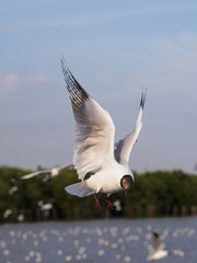 Seagulls in mangrove forest reserve bangpoo Thailand