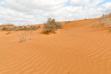 Fototapeta na wymiar slopes of yellow sand dunes in the desert Utta, Republic of Kalmykia