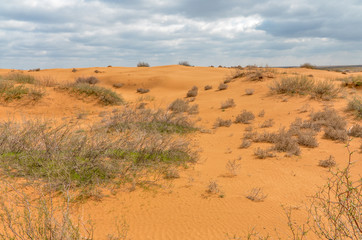 Fototapeta na wymiar sparse vegetation on orange sand dunes Utta, Republic of Kalmykia