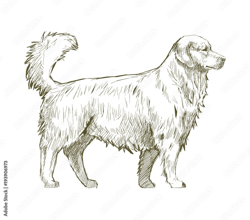 Wall mural Illustration of dog