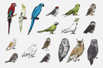 Illustration drawing style of parrot birds collection