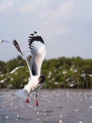 Seagulls in mangrove forest reserve bangpoo Thailand