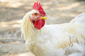Beautiful cock
