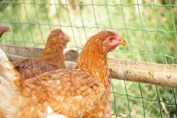 In the courtyard of the chicken