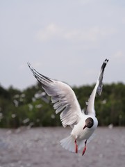 Seagulls in mangrove forest reserve bangpoo Thailand
