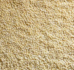 dry barley grain background texture