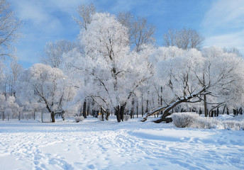 Fototapeta na wymiar snow-covered trees in winter Park
