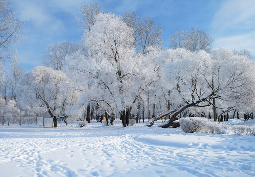 snow-covered trees in winter Park