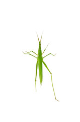 Swarms of locusts on a white background