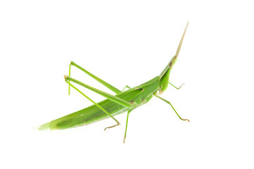 Swarms of locusts on a white background