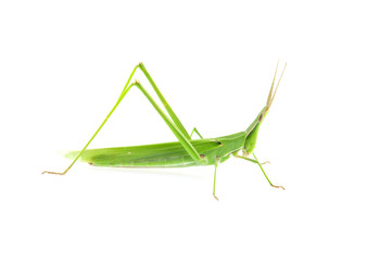 Swarms of locusts on a white background