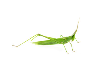 Swarms of locusts on a white background