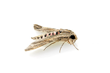 A moth on a white background