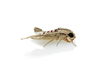 A moth on a white background