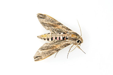 A moth on a white background