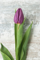 One Purple Tulip on Rustic Gray Background. Vertical Image. Isolated Violet Spring flower.